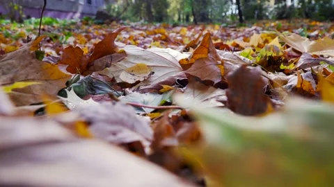 Autumn leaves in the park Stock Footage 142232425