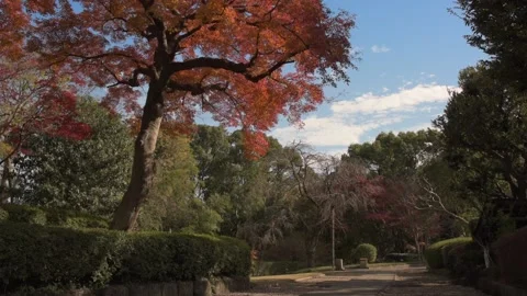 Autumn leaves in the park Stock Footage 166355565