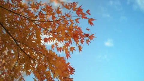 Autumn leaves in the park Stock Footage 166372912