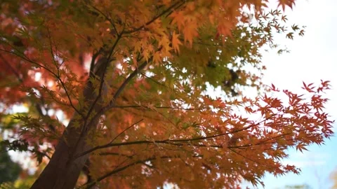 Autumn leaves in the park Stock Footage 166375617