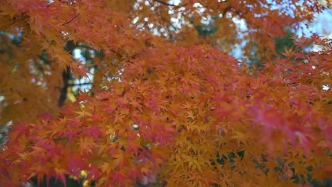 Autumn leaves in the park Stock Footage 166375846