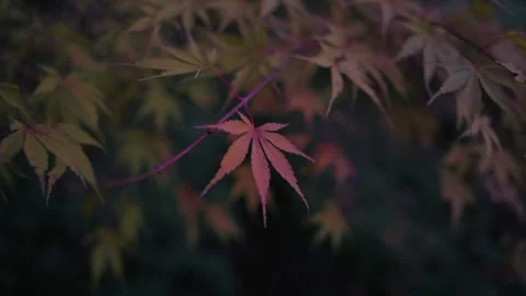 Autumn leaves in the park Stock Footage 166375975