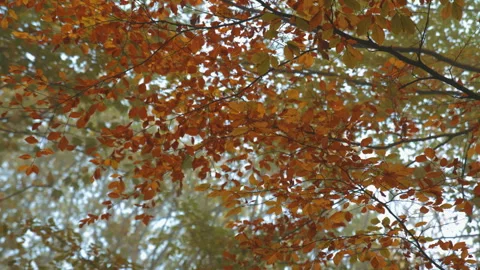 Autumn leaves in a park Stock Footage 340677647