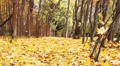 Autumn leaves in the park_1 HD Footage
