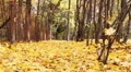 Autumn leaves in the park_3 HD Footage