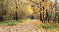 Autumn leaves in the park_4 HD Footage