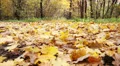 Autumn leaves in the park_5 HD Footage