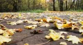 Autumn leaves in the park_6 HD Footage