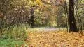 Autumn leaves in the park_7 HD Footage