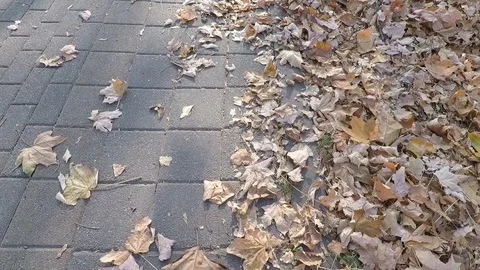 Autumn leaves on the path in the park. Stock Footage 129884982