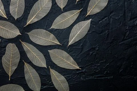 Autumn leaves pattern background. Skeleton leaves on a black texture Stock Photos