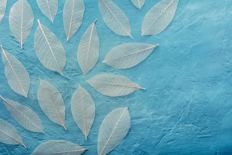Autumn leaves pattern background. Skeleton leaves on a teal blue texture Stock Photos
