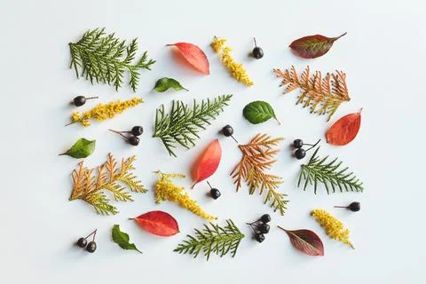 Autumn leaves pattern on white background, fall holidays design, overhead fla Fotos Stock