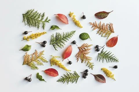 Autumn leaves pattern on white background, fall holidays design, overhead flat Stock Photos