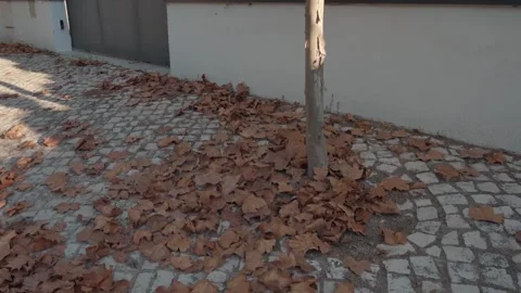 Autumn leaves on a pavement. Stock Footage 196580476