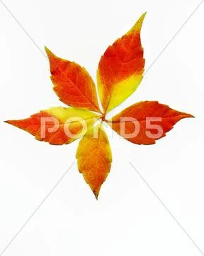 Autumn leaves Stock Photos