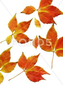 Autumn leaves Stock Photos