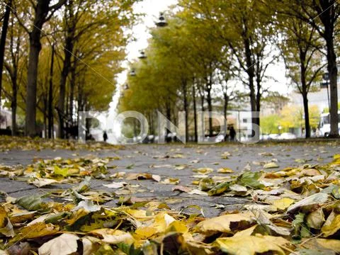 Autumn leaves Stock Photos