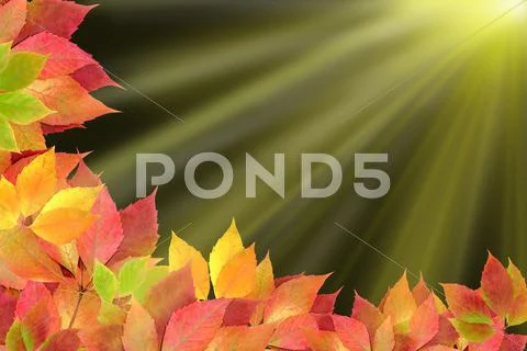 Autumn leaves Stock Photos