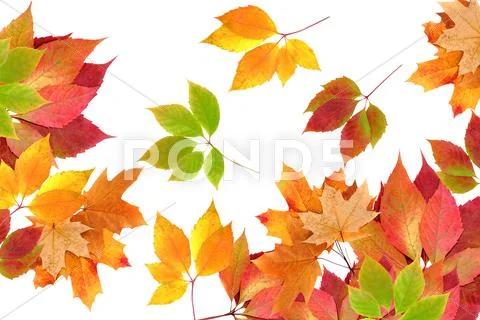 Autumn leaves Stock Photos