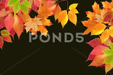 Autumn leaves Stock Photos
