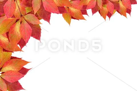 Autumn leaves Stock Photos