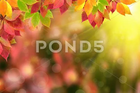Autumn leaves Stock Photos