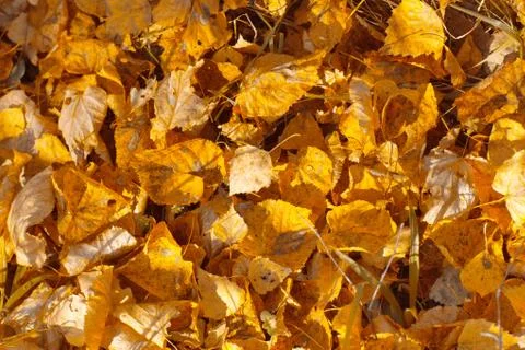 Autumn leaves Stock Photos