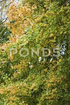 Autumn leaves Stock Photos