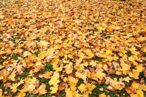 Autumn leaves Stock Photos