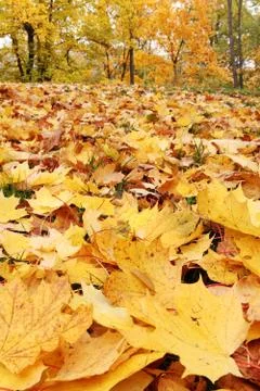 Autumn leaves Stock Photos