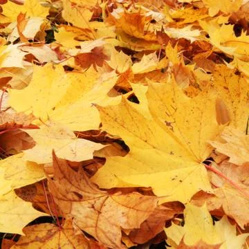 Autumn leaves Stock Photos