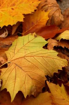 Autumn leaves Stock Photos