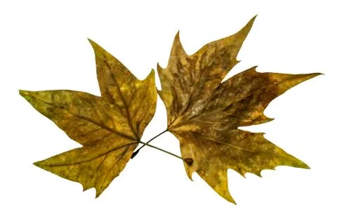 Autumn leaves Stock Photos