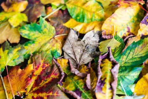 Autumn Leaves Stock Photos
