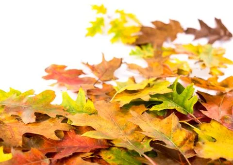 Autumn leaves Foto stock