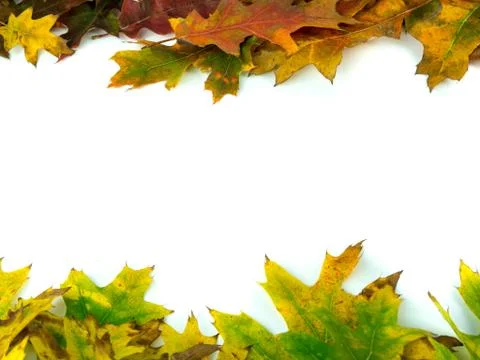 Autumn leaves Stock Photos