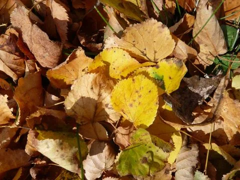 Autumn leaves Stock Photos