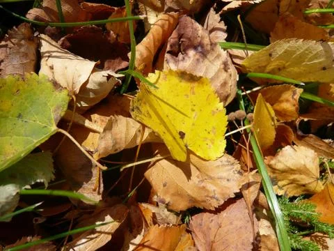 Autumn leaves Stock Photos