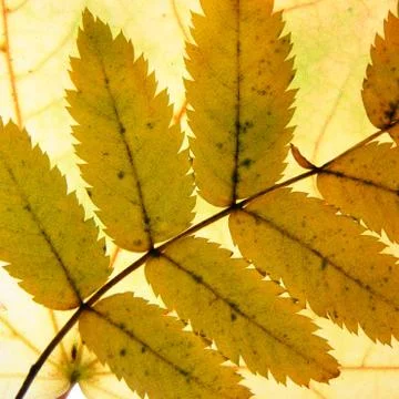 Autumn leaves Foto stock