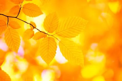 Autumn leaves Stock Photos