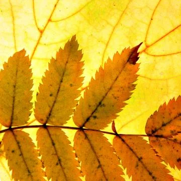 Autumn leaves Stock Photos