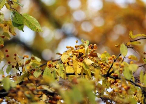 Autumn leaves Stock Photos