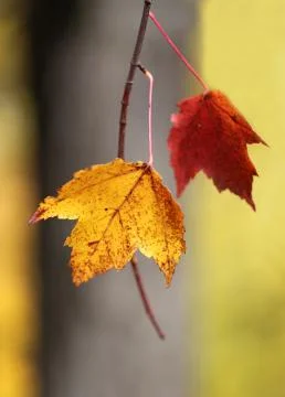Autumn leaves Stock Photos