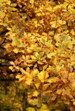 Autumn leaves Stock Photos