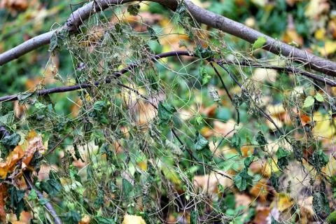 Autumn leaves Stock Photos