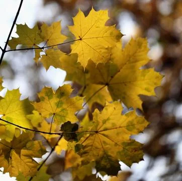 Autumn leaves Stock Photos