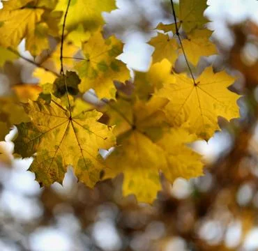 Autumn leaves Stock Photos