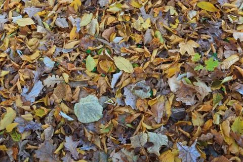 Autumn leaves Stock Photos