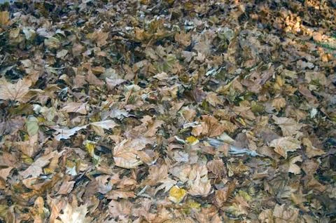 Autumn leaves Stock Photos
